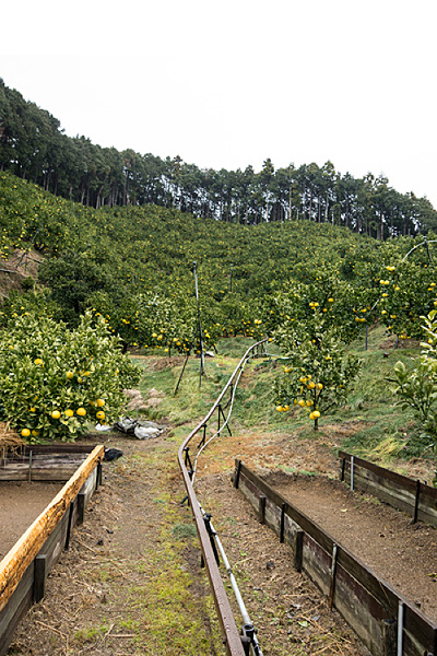 report01-006.jpg
